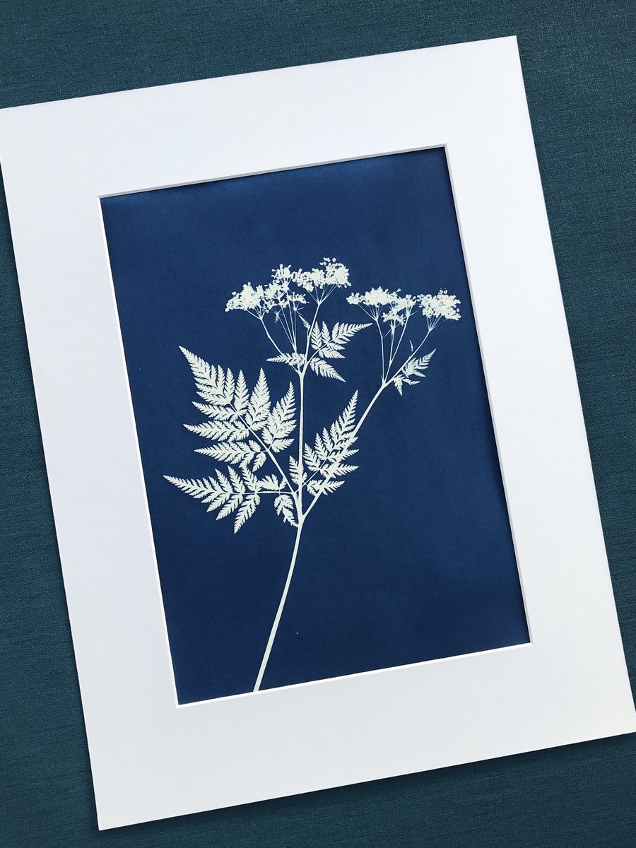 Cow Parsley, Botanical gift, Cyanotype Art.