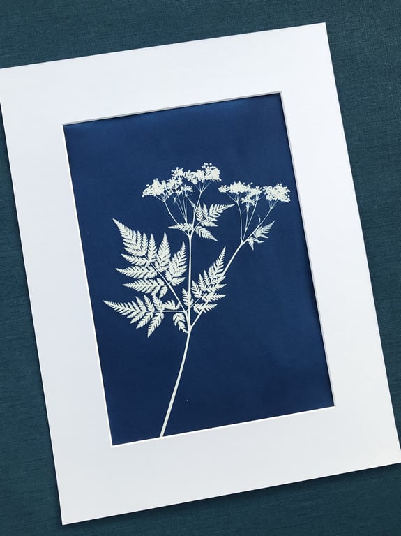 Cow Parsley, Botanical gift, Cyanotype Art.
