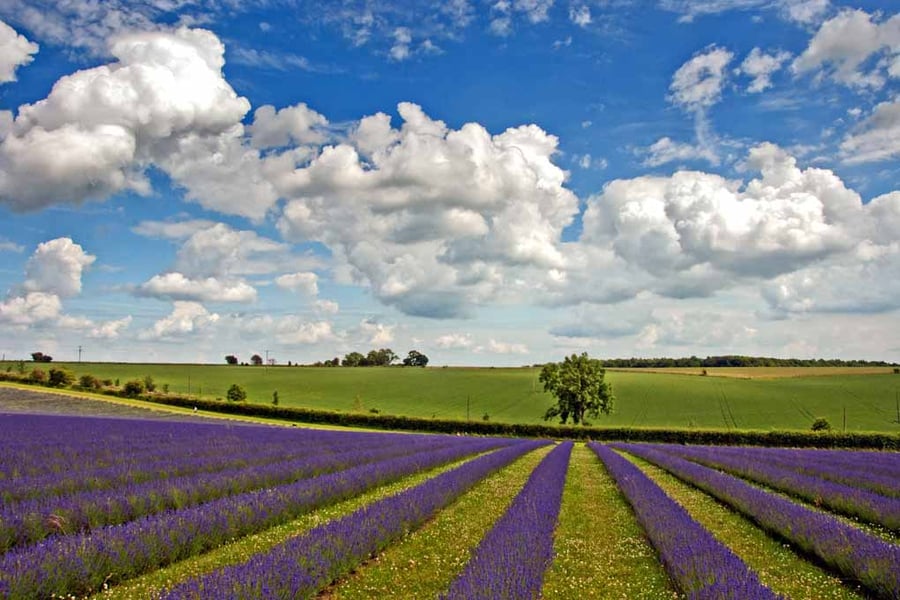 Lavender Field Purple Flowers Cotswolds Photograph Print