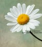 Exclusive Delicate Daisy Greetings Card - Image 2