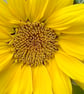 6" Square Photographic Card - Image 1