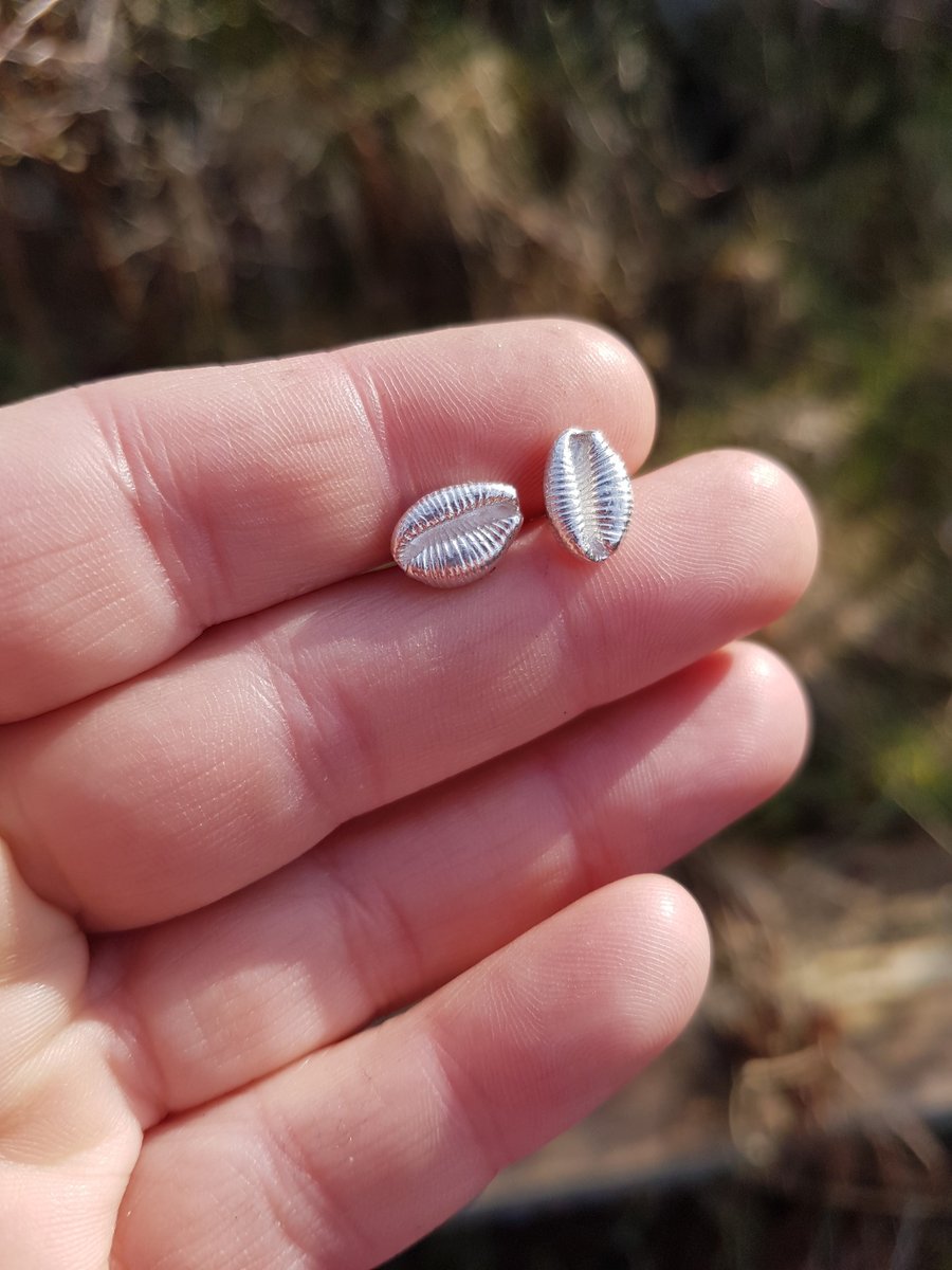 Cowrie Ear Studs large