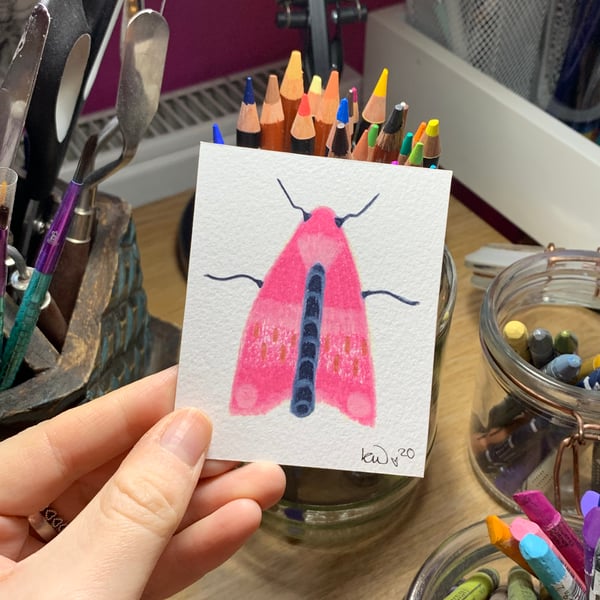 Pink Moth Pencil Drawing