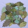 Assortment of 36 Green Mulberry Leaves