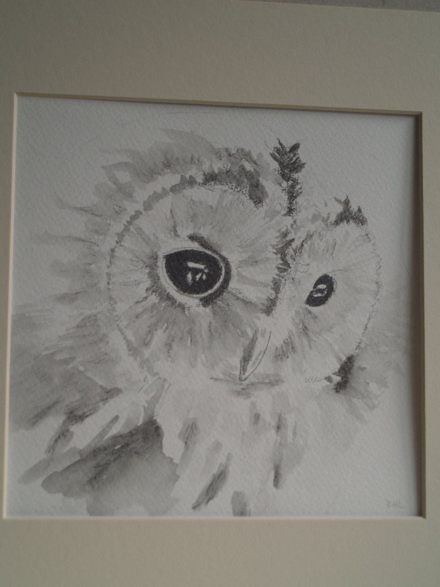 Little owl
