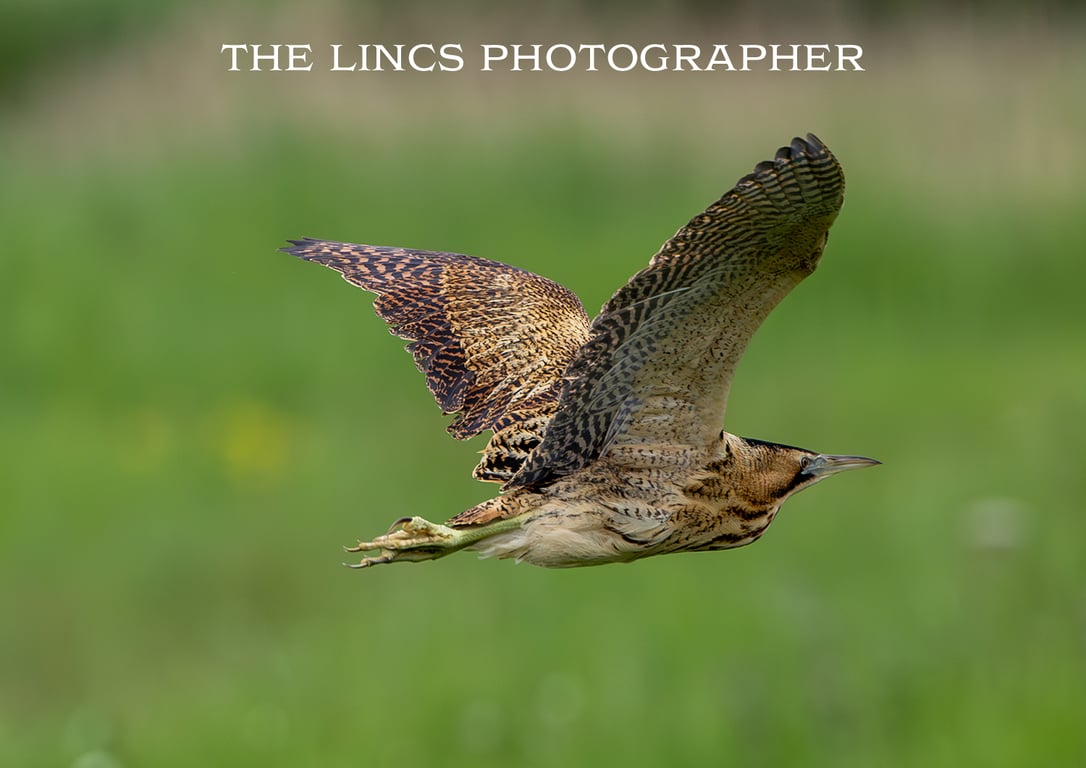 Bittern in flight print (Limited edition of 10)