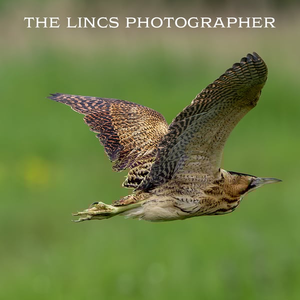 Bittern in flight print (Limited edition of 10)