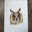 Short-eared Owl Portrait Painting 