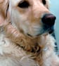 Golden Retriever Dog Portrait Photograph Print - Image 1