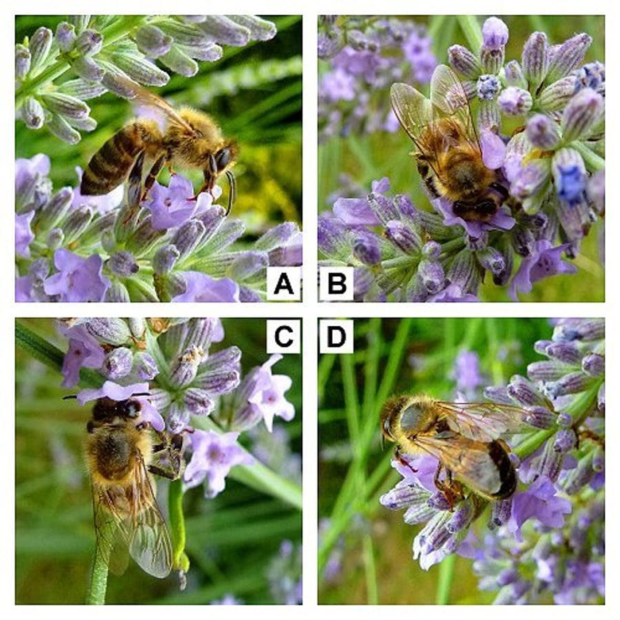 'Honey bee on lavender' - 5" x 5" colour print