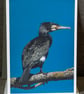 Cormorant A5 Blank Greeting Card - Image 1