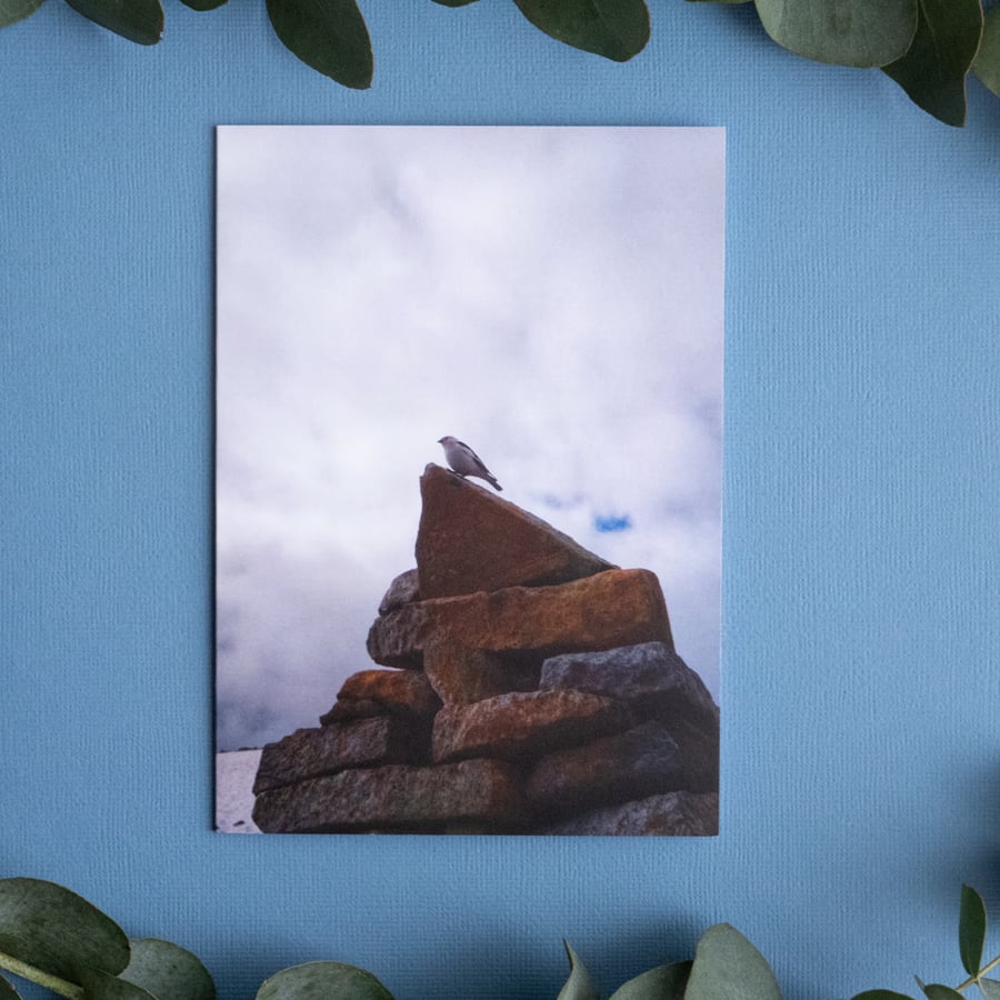 Snow Bunting on Benn Nevis - Blank Landscape Greetings Card & Envelope 