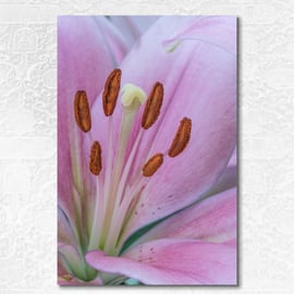 Pink lily macro 01