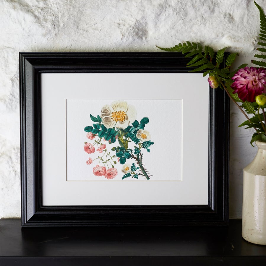 Botanical Print Vintage Sweet Briar and Pink Roses