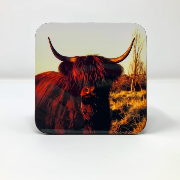 Highland coo Coaster