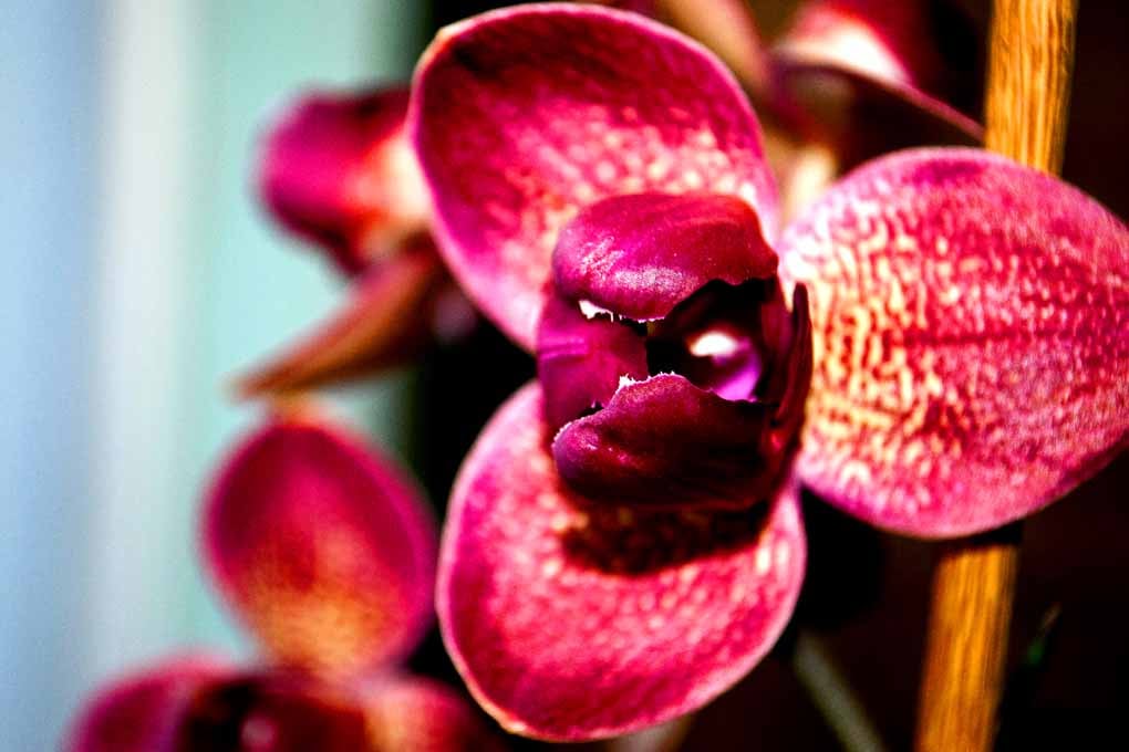 Red Purple Orchid Flower Flowering Plant Photograph Print