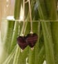 Purple Heart Dangle Earrings - Image 2