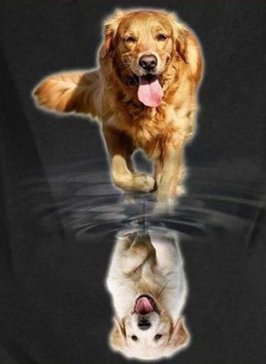 5D DIY Golden Retriever Puppy Reflection Diamond Painting Kit Crystal Embroidery