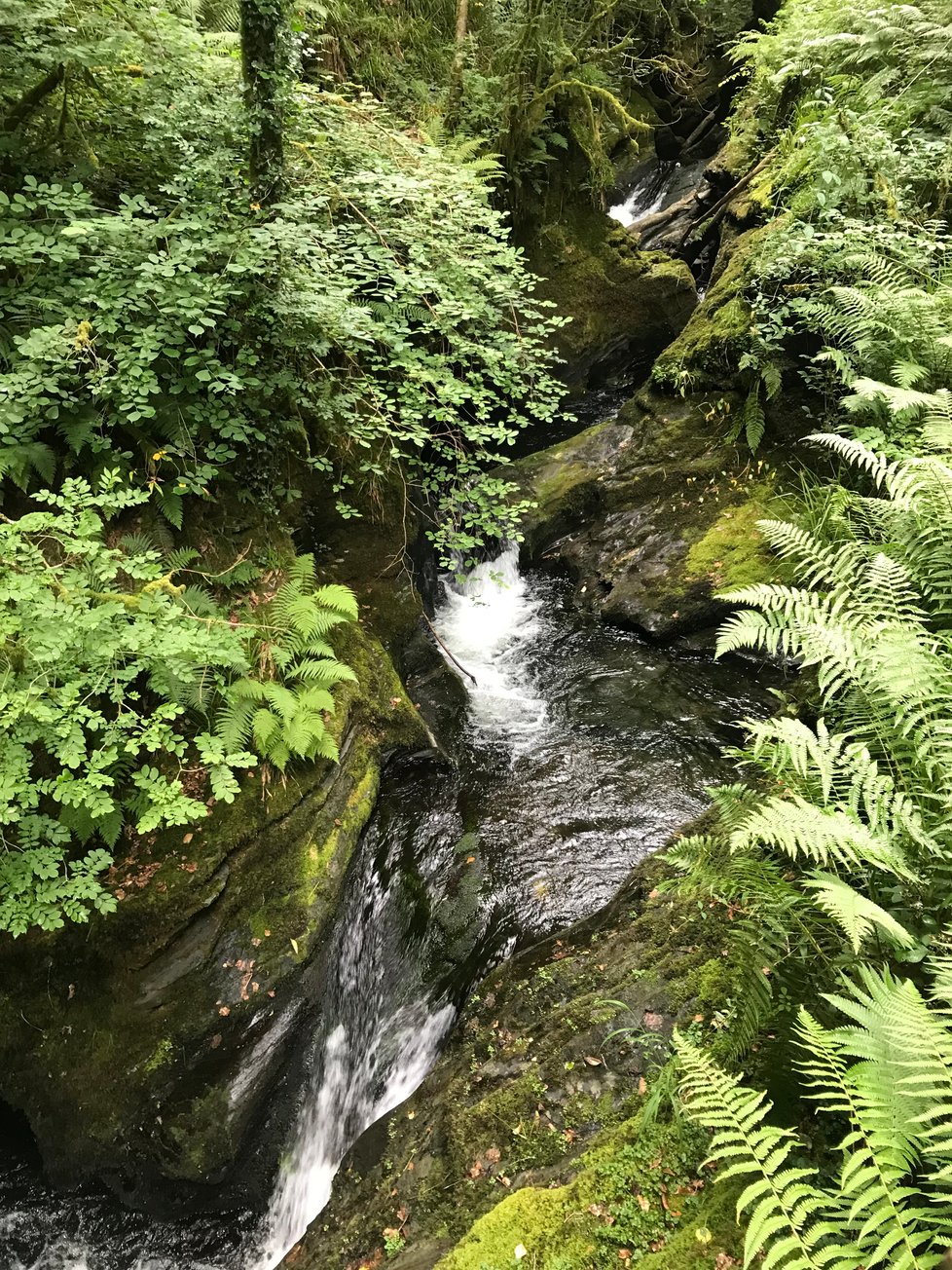 Enchanted Realms of Rowan