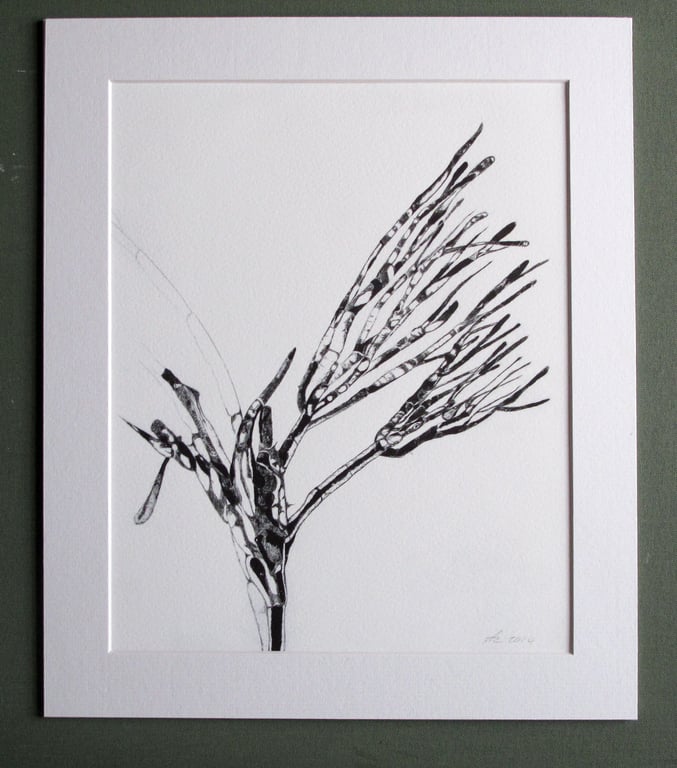 Fine Art Print