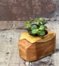 Plant Holder made from beautiful up-cycled wood - Image 4