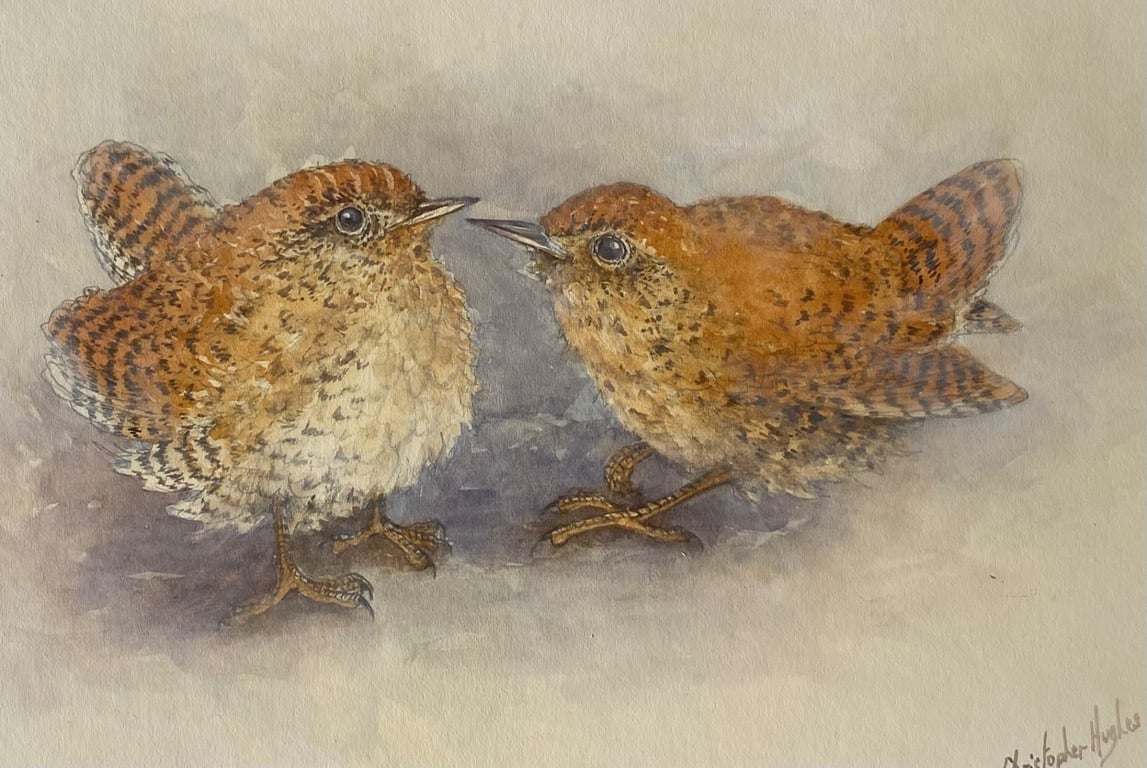 Wrens . Original watercolour by Christopher Hughes