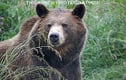 Misc Animals