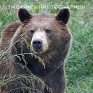 Brown Bear print (Limited edition of 10)