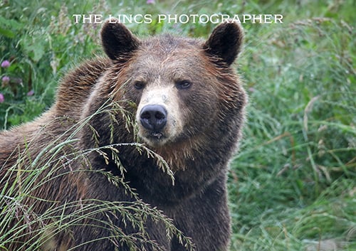 Brown Bear print (Limited edition of 10)