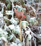 Pot Robin - Image 9