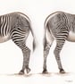 Pair of Zebra Original Coloured Pencil Drawing - Image 2