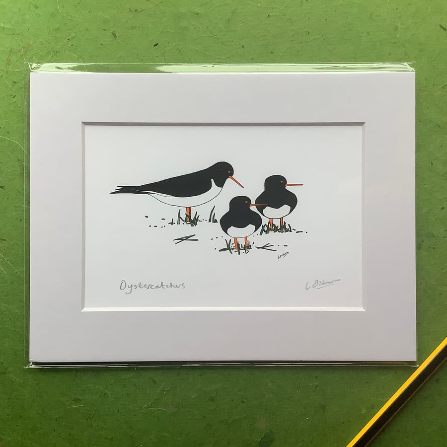 Oystercatchers - print from digital illustration with mount