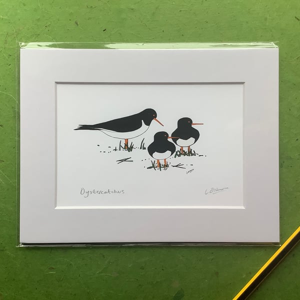 Oystercatchers - print from digital illustration with mount