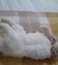 Persian Kitten, dotpebblesknits design, Knitted Cat  - Image 10