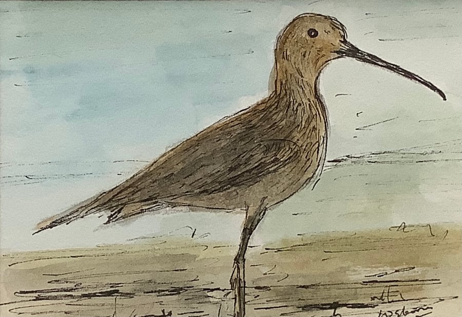 Curlew - original watercolour, pen and ink painting. Bird. Wildlife