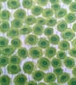 Liberty Fabric 10" Square : XANTHE SUNBEAM Green - Image 1