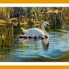 Swan with 7 Cygnets 2027 Fens Norfolk Greeting Card A5