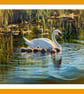 Swan with 7 Cygnets 2027 Fens Norfolk Greeting Card A5