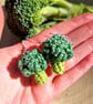 Broccoli earrings, Fun vegetable themed dangle earrings, Green earrings - Image 6