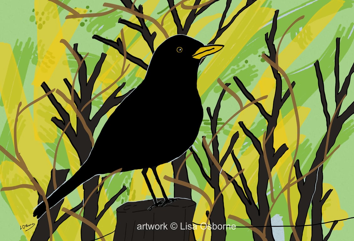 Blackbird - bird art print - garden birds