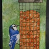 ACEO Original Watercolour Blue Jay and Birdfeeder