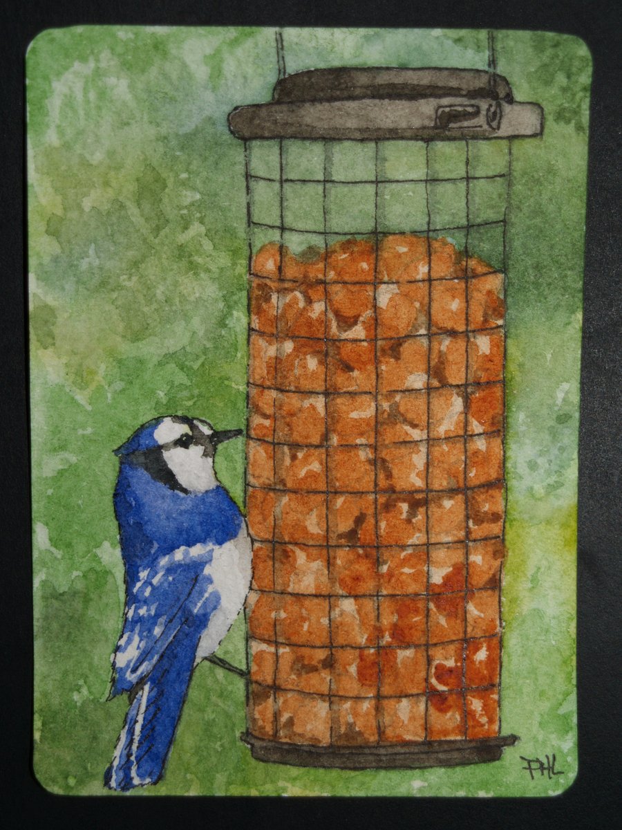 ACEO Original Watercolour Blue Jay and Birdfeeder