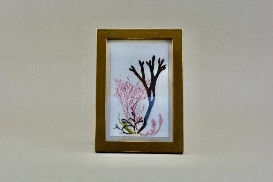 Framed dried pressed seaweed 