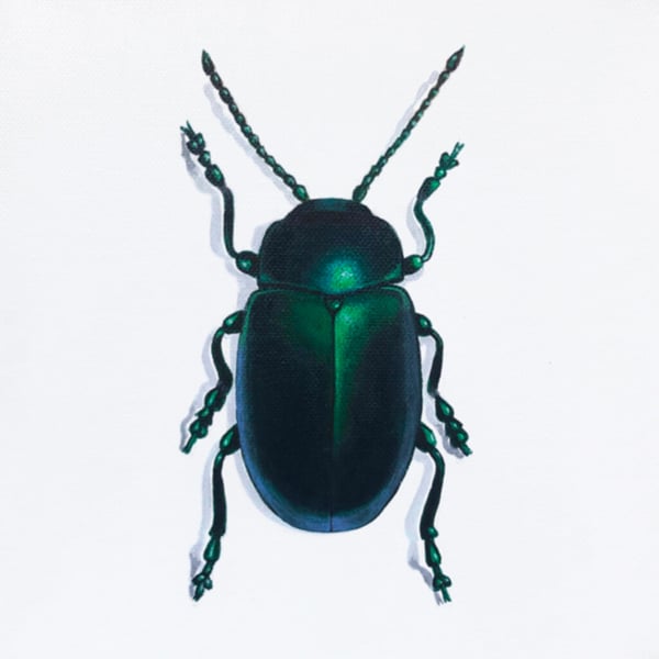 Beetle Fine Art Giclée Mini Print