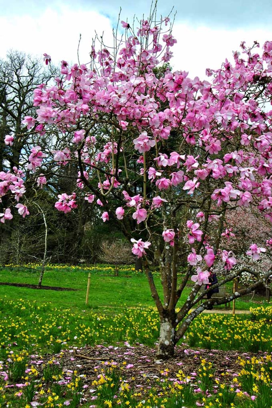 Magnolia Tree Batsford Arboretum Cotswolds UK Photograph Print