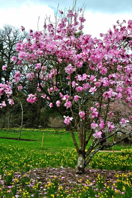 Magnolia Tree Batsford Arboretum Cotswolds UK Photograph Print