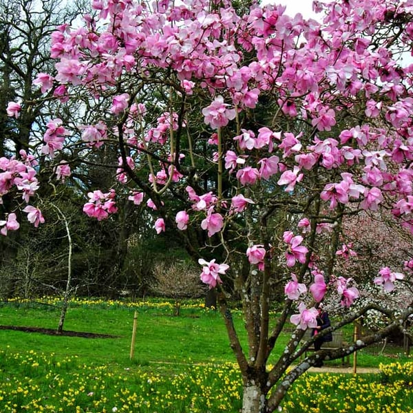 Magnolia Tree Batsford Arboretum Cotswolds UK Photograph Print