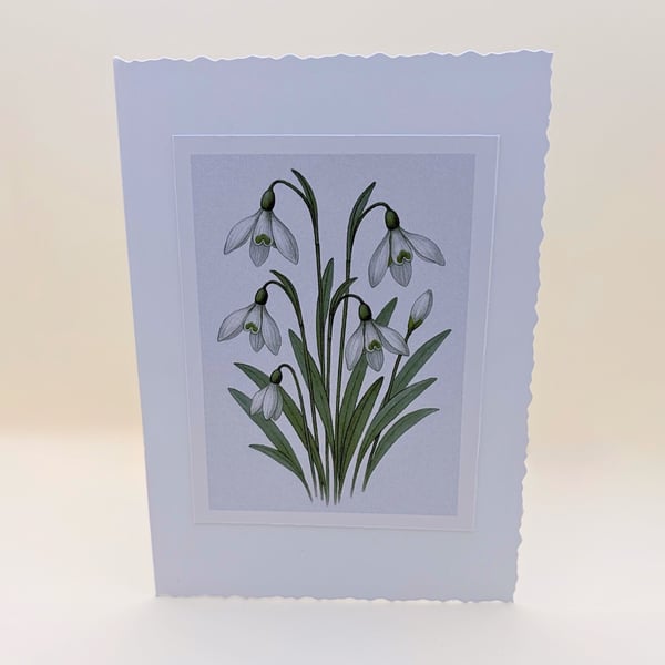 Snowdrop Birth Flower A6 Card Set of 4 - Botanical Blank Greeting Card
