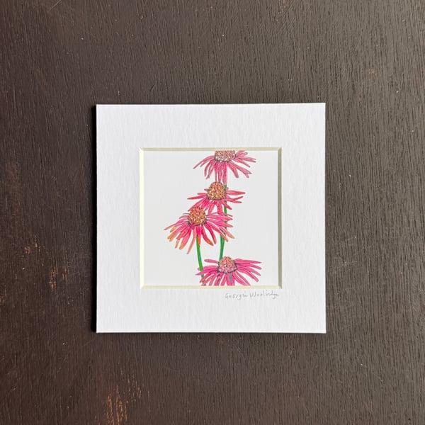 'Echinacea' 5" x 5" Hand Finished Print