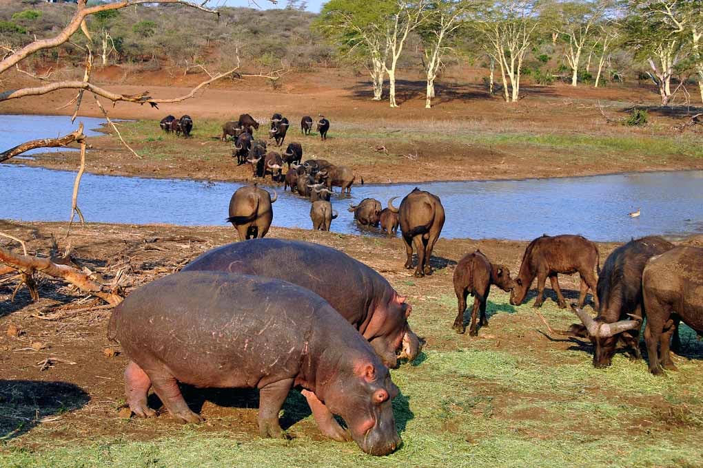 Hippopotamus hippo Lake St. Lucia Wetland Park South Africa Photograph Print